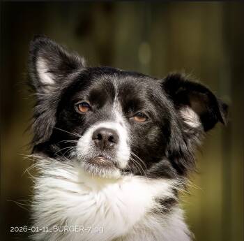 Papillon Dogs Available for Adoption - Burger | PetCurious