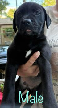 German Shepherd Dog and Black Labrador Retriever Dogs Available for Adoption in Brooksville, Florida - 5 Guys Group | PetCurious