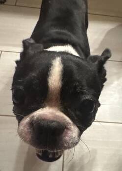 Annabelle aka Annie -  Boston Terrier Dog for Adoption in North Freedom, Wisconsin - Annabelle Aka Annie | PetCurious