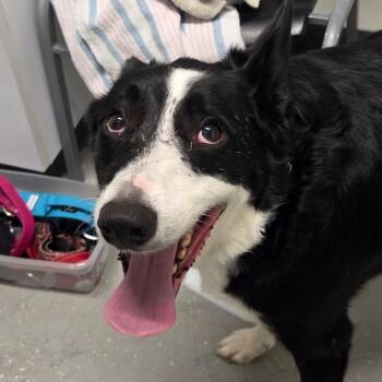 Border Collie and Mixed Breed Dogs Available for Adoption in Kennebunk, Maine - Champ | PetCurious
