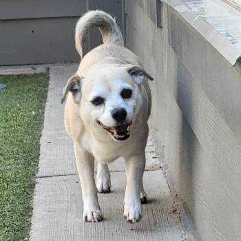 Pug Dogs Available for Adoption in Greensboro, North Carolina - Coach | PetCurious