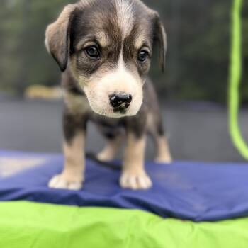Shepherd Dogs Available for Adoption in Fosters, Alabama - TRUDY TUMBLEWEED  | PetCurious
