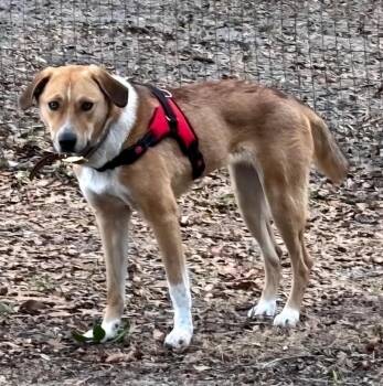 Foxhound Dogs Available for Adoption - Blondie | PetCurious