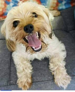 Yorkshire Terrier Dogs Available for Adoption in Bothell, Washington - Lady | PetCurious