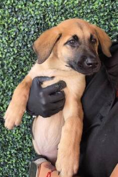 61546171 -  Mixed Breed Dog for Adoption in El Paso, Texas - 61546171 | PetCurious