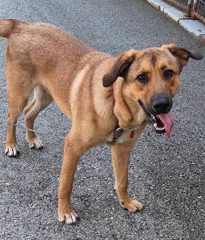 Rooster II -  Mixed Breed Dog for Adoption in Stanton, Kentucky - Rooster II | PetCurious