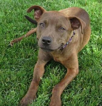 Romeo -  Feist and Boxer Dog for Adoption in Crown Point, Indiana - Romeo | PetCurious