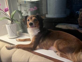 Lunamoon OR14364-Thw -  Chihuahua Dog for Adoption in Missouri City, Texas - Lunamoon OR14364-Thw | PetCurious