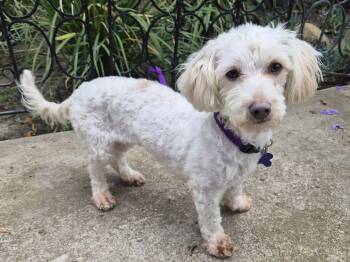 Maisey -  Poodle and Maltese Dog Available for Adoption in Los Angeles, California - Maisey | PetCurious