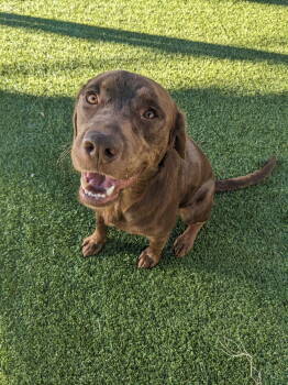 Rescue Labrador Retriever Dogs for Adoption in Newport, New Hampshire - Lenny | PetCurious
