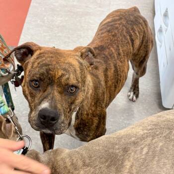 Mixed Breed Dogs Available for Adoption in Philadelphia, Pennsylvania - Minnie | PetCurious
