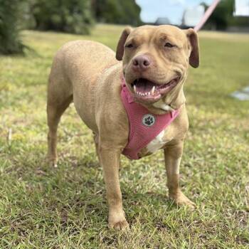 Rescue Pit Bull Terrier Dogs for Adoption in Harlingen, Texas - Marley | PetCurious