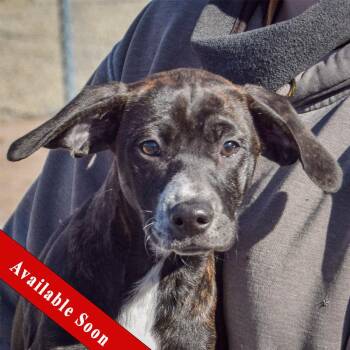 Boxer and Plott Hound Dogs Available for Adoption - Jolene | PetCurious