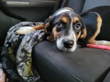 Beagle and Australian Shepherd Dogs Available for Adoption - Merida | PetCurious