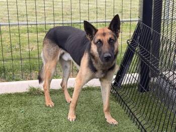 German Shepherd Dog Dogs Available for Adoption in Rowlett, Texas - WARLOCK | PetCurious