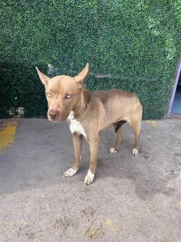 Saphire -  Pit Bull Terrier and Mixed Breed Dog for Adoption in El Paso, Texas - Saphire | PetCurious