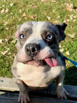 Rescue Pit Bull Terrier and Staffordshire Bull Terrier Dogs for Adoption - Star | PetCurious