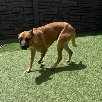 Rhodesian Ridgeback and Belgian Shepherd Malinois Dogs Available for Adoption in Loxahatchee Groves, Florida - Dowzer 2544 | PetCurious