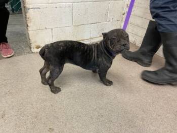 Rescue French Bulldog Dogs for Adoption in San Bernardino, California - BABY | PetCurious