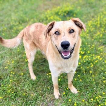 Golden Retriever and Australian Shepherd Dogs Available for Adoption in Little Rock, Arkansas - Churro II 26-025 | PetCurious