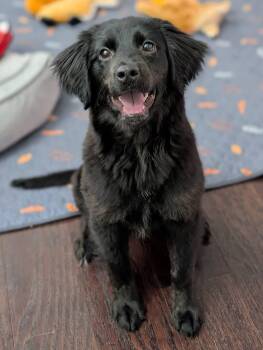 Retriever Dogs Available for Adoption - Sadie | PetCurious