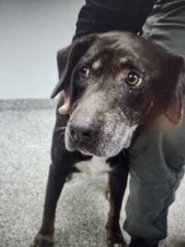 Labrador Retriever and Mixed Breed Dogs Available for Adoption in Gastonia, North Carolina - Penelope | PetCurious