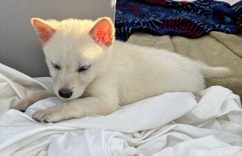 Cre -  Siberian Husky Dog for Adoption in Sumter, South Carolina - Cre | PetCurious