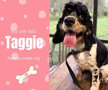 Taggie -  Cocker Spaniel Dog for Adoption in Land O