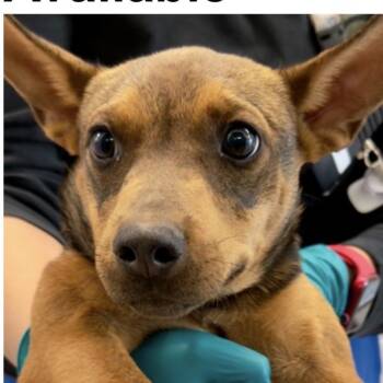 FWT Peaches -  Jack Russell Terrier and Mixed Breed Dog for Adoption in Midland, Texas - FWT Peaches | PetCurious