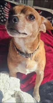 Chihuahua Dogs Available for Adoption - Fozzie Bear | PetCurious