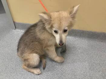 German Shepherd Dog and Pomeranian Dogs Available for Adoption in Tustin, California - FABLE | PetCurious