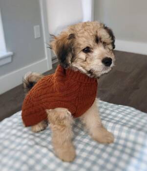 Havanese and Papillon Dogs Available for Adoption in Palo Alto, California - Money: Peso | PetCurious