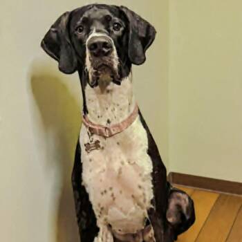 Great Dane Dogs Available for Adoption in Tehachapi, California - Belle | PetCurious
