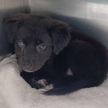 Cupcake -  Labrador Retriever and Collie Dog for Adoption in Hattiesburg, Mississippi - Cupcake | PetCurious