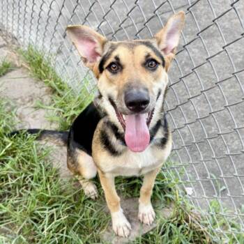 ISABEL -  German Shepherd Dog and Mixed Breed Dog for Adoption in Houston, Texas - ISABEL | PetCurious
