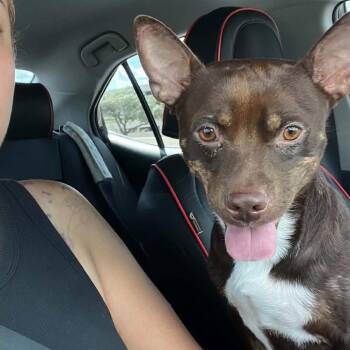 Oscar Meyer SM -  Dachshund and Pit Bull Terrier Dog for Adoption in Austin, Texas - Oscar Meyer SM | PetCurious