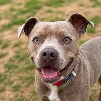 Wesley -  American Bully Dog for Adoption in Brookeville, Maryland - Wesley | PetCurious