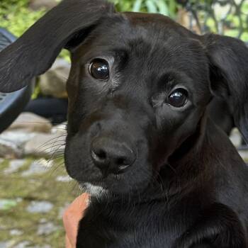Connie -  Labrador Retriever and Hound Dog for Adoption in Richmond, Virginia - Connie | PetCurious