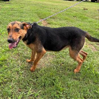 Roxy -  German Shepherd Dog and Mixed Breed Dog for Adoption in Hackett, Arkansas - Roxy | PetCurious