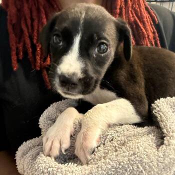 Carl -  Pit Bull Terrier Dog for Adoption in Horn Lake, Mississippi - Carl | PetCurious