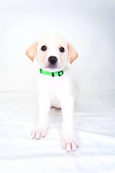Seabreeze -  Great Pyrenees Dog Available for Adoption in Bixby, Oklahoma - Seabreeze | PetCurious