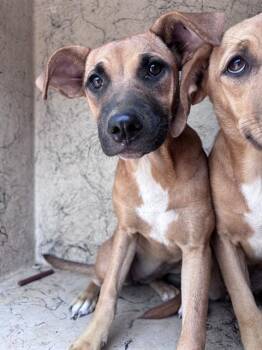 A479283 -  Hound and Catahoula Leopard Dog Dog for Adoption in Oklahoma City, Oklahoma - A479283 | PetCurious