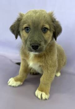 Rescue Pomeranian and Great Pyrenees Dogs for Adoption in Morton Grove, Illinois - Gravy | PetCurious