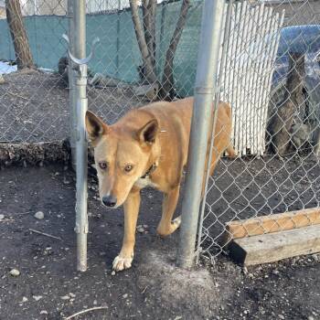 Shiba Inu and Shepherd Dogs Available for Adoption - Titan | PetCurious
