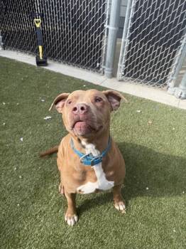 Mixed Breed Dogs Available for Adoption - Odie | PetCurious