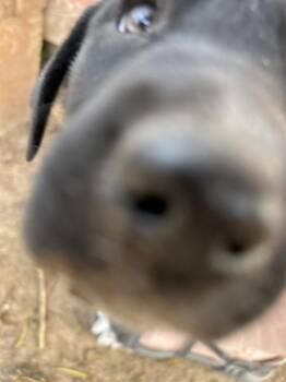 Cattle Dog Dogs Available for Adoption in Colorado Springs, Colorado - Celine | PetCurious