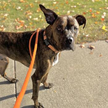 Rescue American Staffordshire Terrier Dogs for Adoption in Grand Rapids, Michigan - Bruno | PetCurious