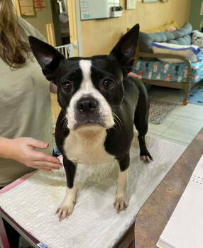 Rescue Boston Terrier Dogs for Adoption in Benton, Louisiana - Brighton (NOT YET AVAILABLE) | PetCurious