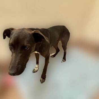 Ellie -  Black Labrador Retriever and Mixed Breed Dog for Adoption in Reno, Nevada - Ellie | PetCurious
