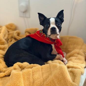 Joy in IA -  Boston Terrier Dog for Adoption - Joy In IA | PetCurious